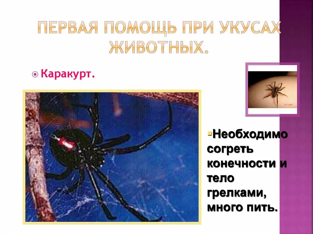 Профилактика при укусе каракурта. Что делать если укусил каракурт. Что делать если укусил каракурт. Хелицеры каракурта. Что делать если укусил каракурт.