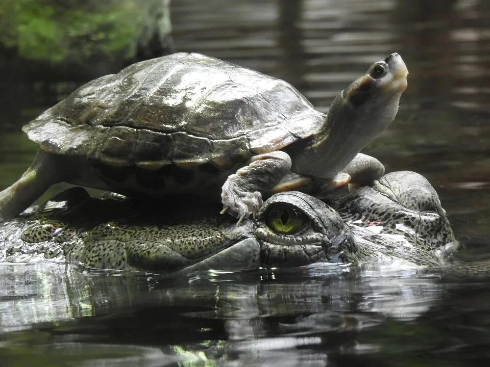 Отряд пресмыкающиеся или рептилии. Класс пресмыкающиеся отряды и представители. Черепахи и крокодилы относятся к группе. Позвоночные рептилии класс. Земноводные и пресмыкающиеся.