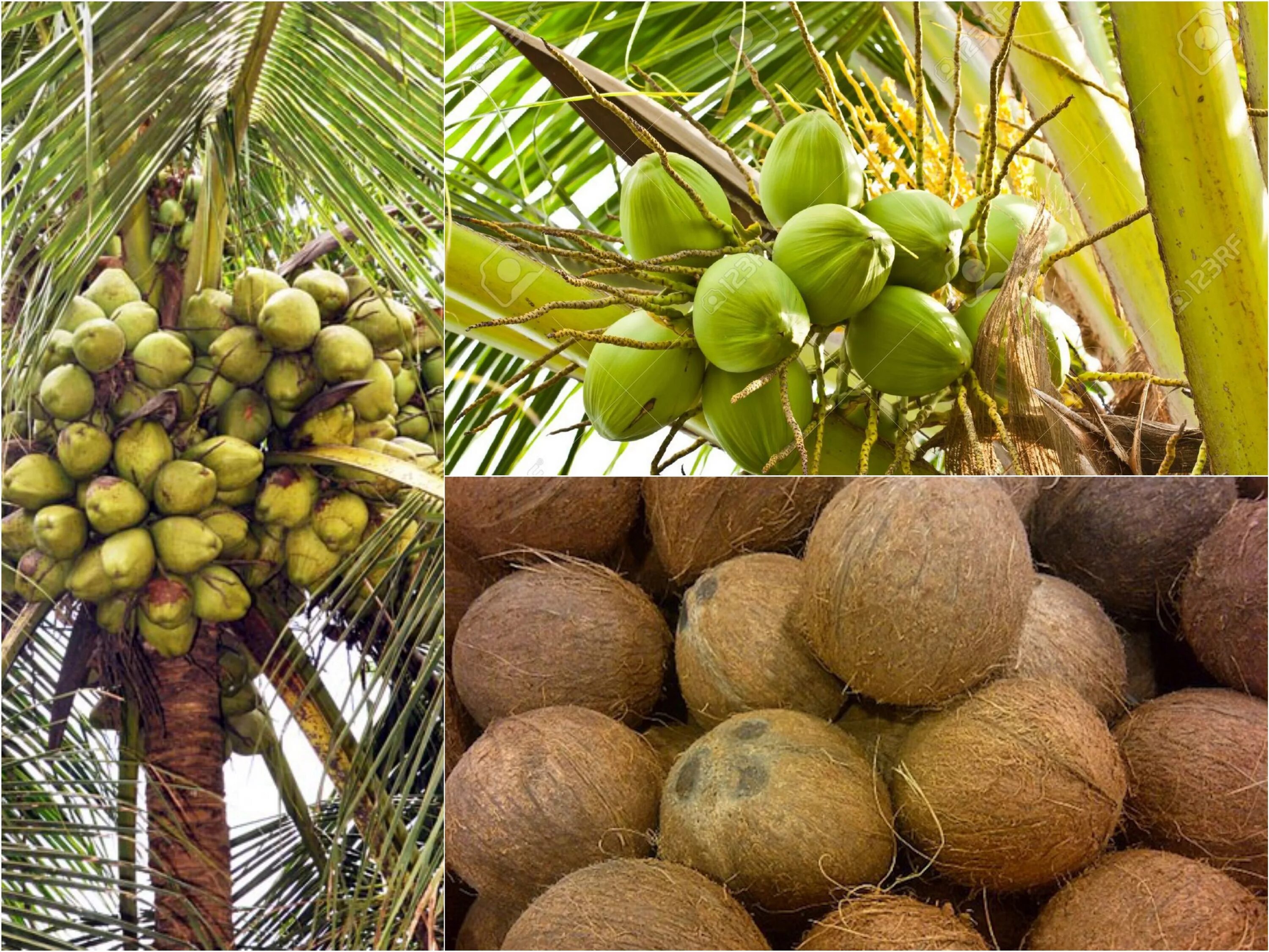 Кокосовая Пальма. Кокосовая Пальма (Cocos nucifera). Пальма Кокос орехоносный. Пальма с плодами кокоса. Манго шри ланка