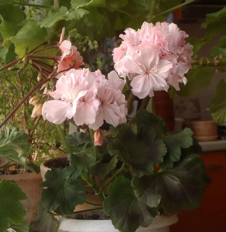 пеларгония розебудная denise. пеларгония сорта эммануэль. пеларгония сорт эммануэль фото. пеларгония лили ариадна. свекольные пеларгония.