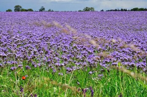 Фацелия культура