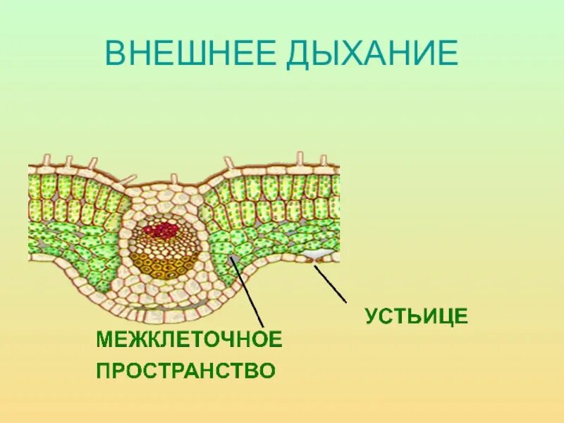 Схема дыхания растений 6 класс биология. Газообмен у растений. Схема газообмена у растений. Газообмен у растений 6 класс. Какой процесс называют дыханием биология 6 класс