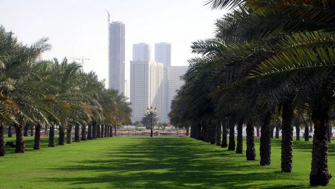 Dubai tree. гарденс бэй бэй сингапур. пальмы в дубае деревья. дубай hillside. сады у залива gardens by the bay в сингапуре.