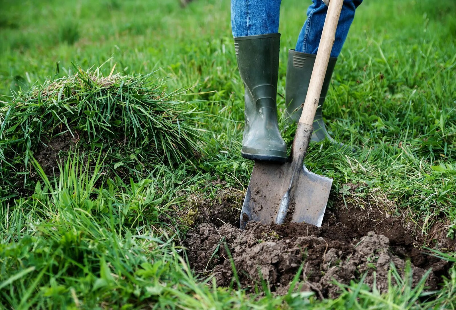 Digging holes. Копка огорода. Лопата в земле. Уборка дачного участка. Лопата для копки огорода.