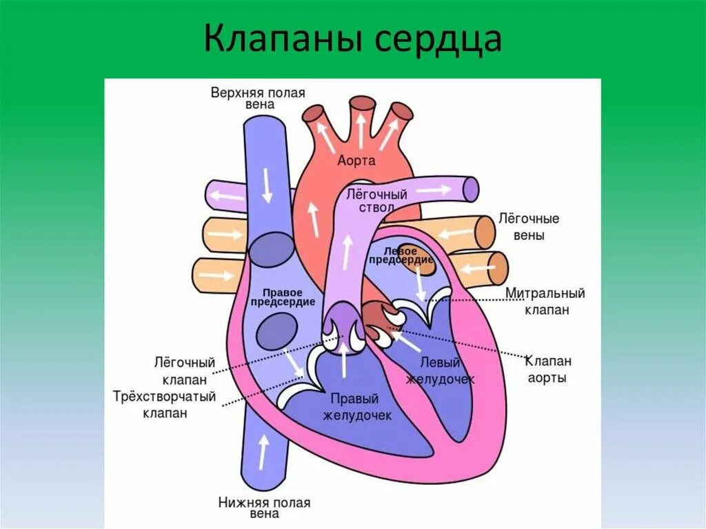 Особенности строения клапанов сердца. Строение клапанов сердца анатомия. строение и расположение клапанов сердца. строение сердца с клапанами схема. строение клапанов сердца человека.