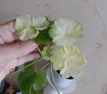 Белеют листья у герани