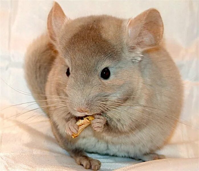 шиншилла цветная. шиншилла датский стандарт. шиншилла серая. цвет шиншилла. шиншилла серая.