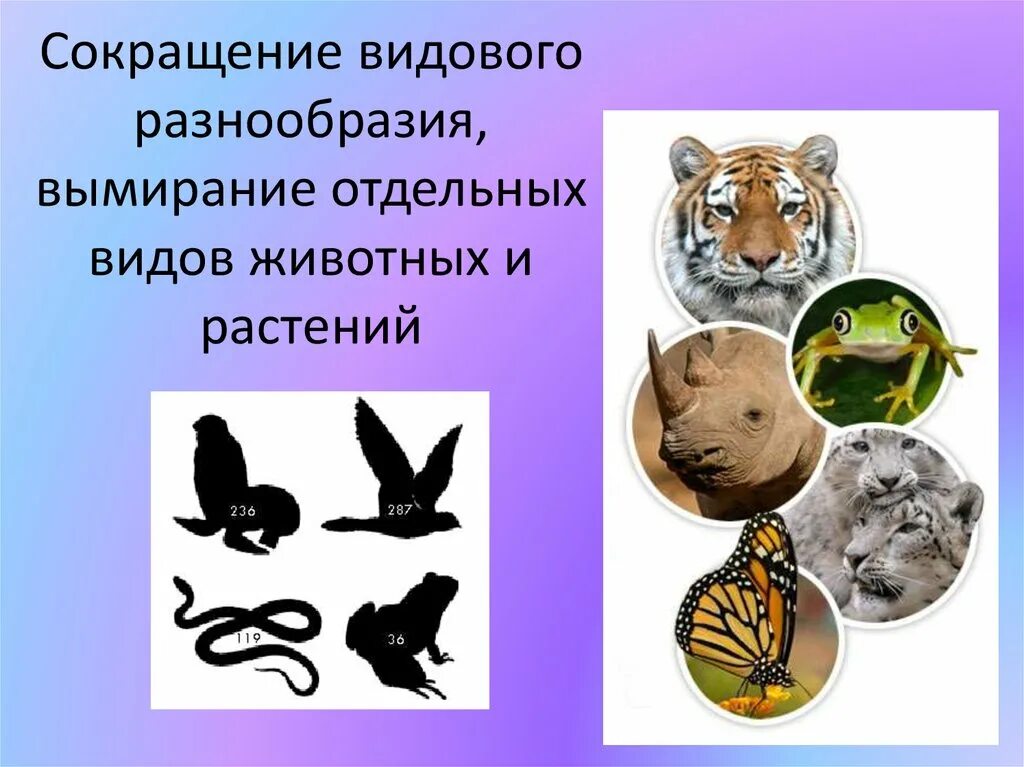 Причиной сокращения видового разнообразия. Сокращение видового биоразнообразия. сокращение видового разнообразия. сокращение видового биоразнообразия животные. причины сокращения видового разнообразия животных.