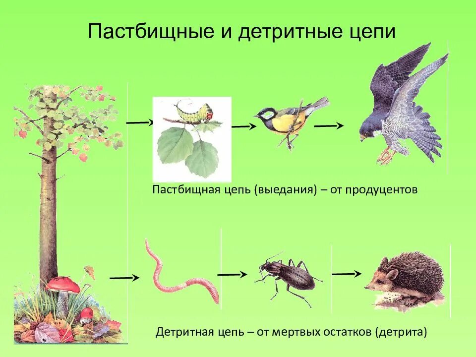 Приведите примеры детритных пищевых цепей. Трофические уровни детритной цепи. Детритная цепь питания 5. Пастбищная и детритная цепь питания. Цепь питания детритная цепь.