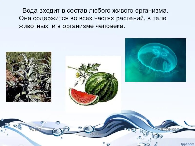 Содержание воды в живых организмах. Вода в живых организмах и ее роль. Живые организмы состоят из воды. Вода в растительном организме.