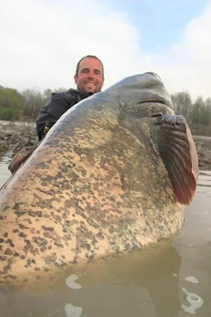 Большая рыба на земле. Giant Catfish. Гигантские рыбы. Самый большой сом. Самый большой сом в мире.