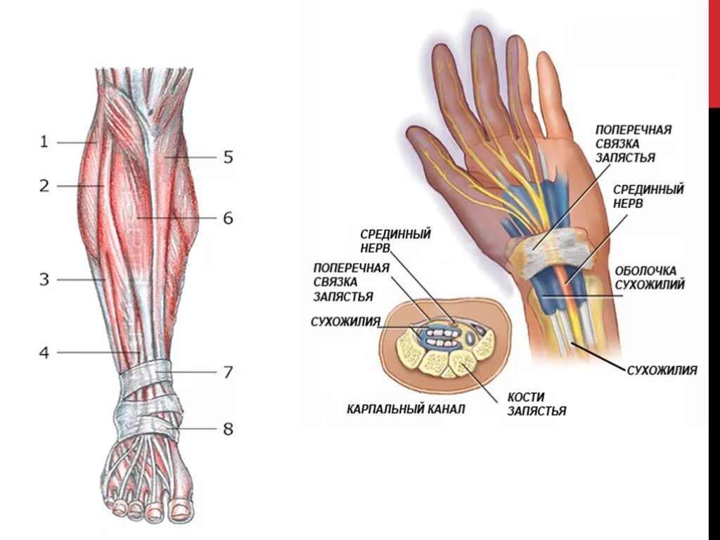 Связки на руке. Строение лучезапястного сустава связки сухожилия. Сухожилия лучезапястного сустава анатомия. Срединный нерв в области лучезапястного сустава. Поперечная связка запястья анатомия.
