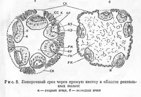 Срез через