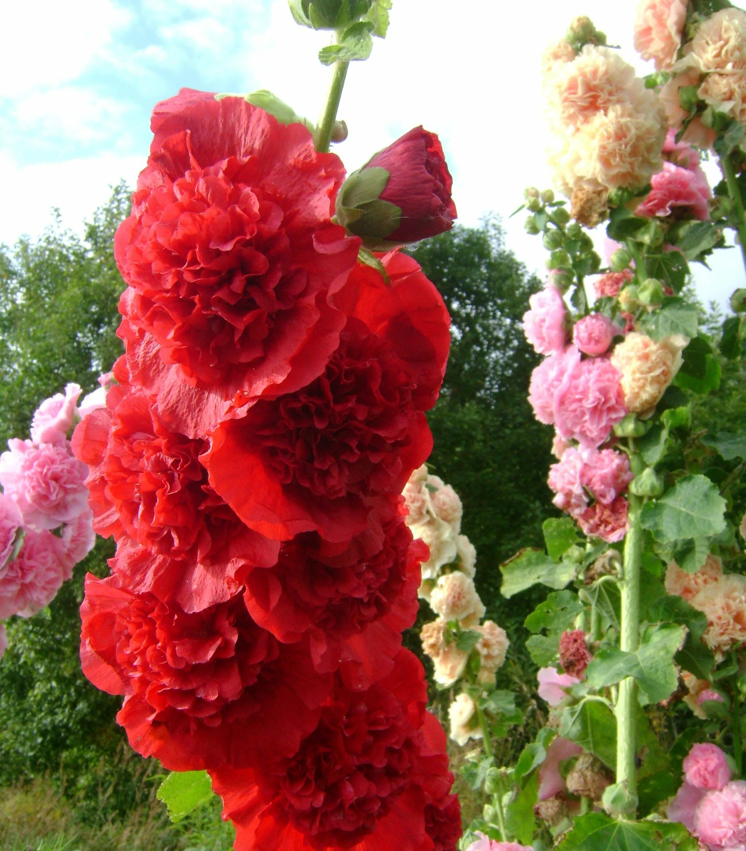 Мальва – alcea rosea. Цветок шток. Цветок шток. Цветок шток. Цветок шток.