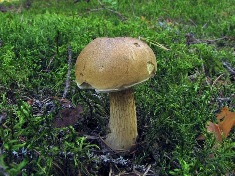Желчный гриб какой. Tylopilus felleus. Желчный гриб съедобный. Желчный гриб фото. Фотографии желчного гриба.