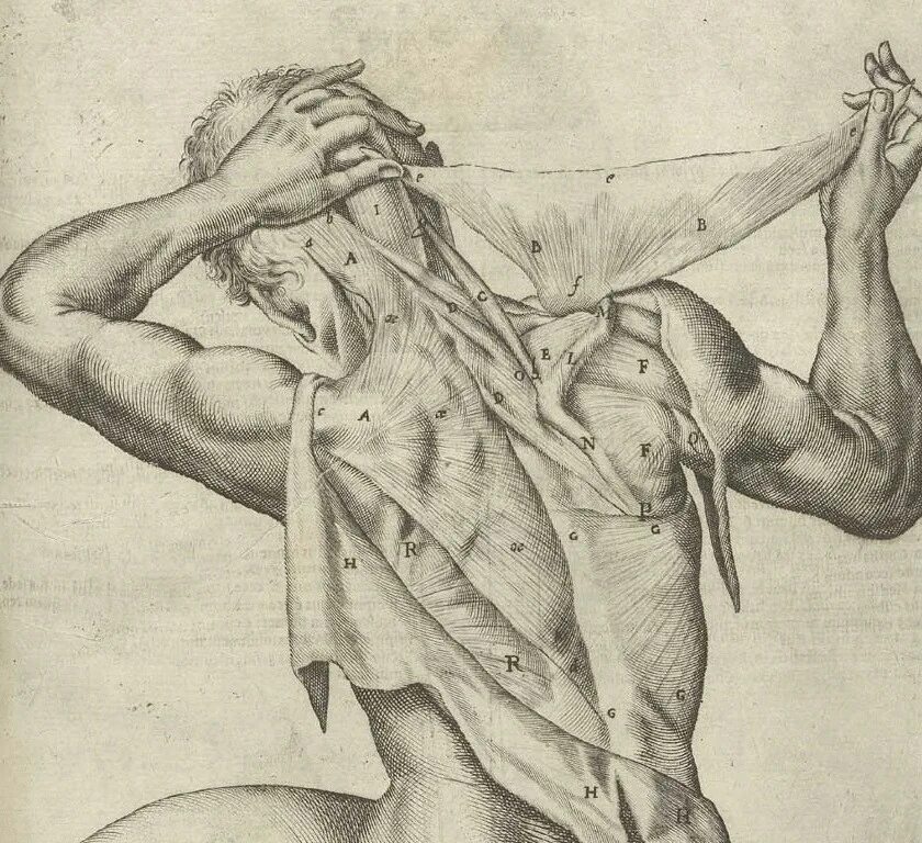 Самые больные точки человека. Самые слабые места человека. Точки для снятия напряжения. Измерение объема тела человека. Замеры объемов тела.