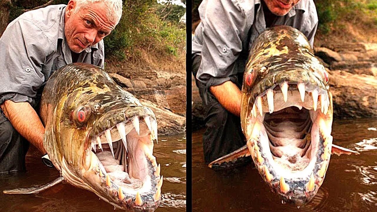 Нападения рыба. Большая тигровая рыба Hydrocynus Goliath. Тигровая рыба Голиаф нападение на человека.