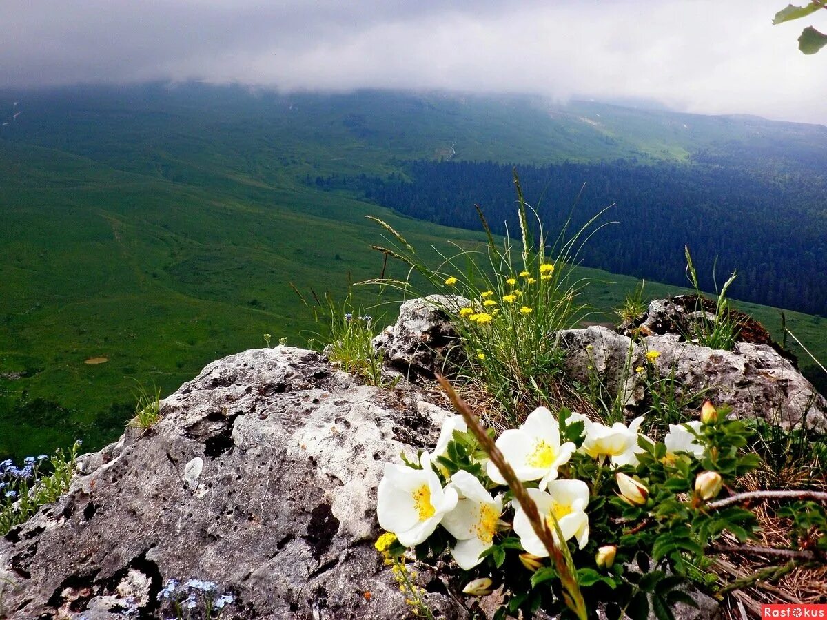 Плато Лаго-Наки Адыгея. Адыгея весеннего плато Лаго-Наки. Плато Лагонаки весной. Камера лагонаки адыгея