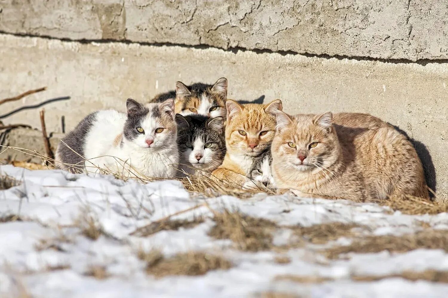Коты и кошки на улице. Бездомные кошки. бродячие кошки. уличный котенок. уличная кошка с котятами.