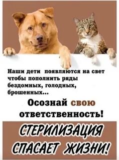 Как вы помогаете животным
