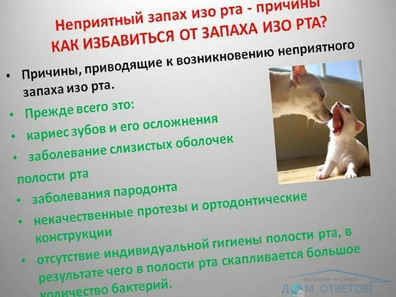 Собака сильный запах. У кота пахнет изо рта причины. Запах изо рта у кота причины. У кошки неприятный запах изо рта причины. Запах изо рта у котенка причины.