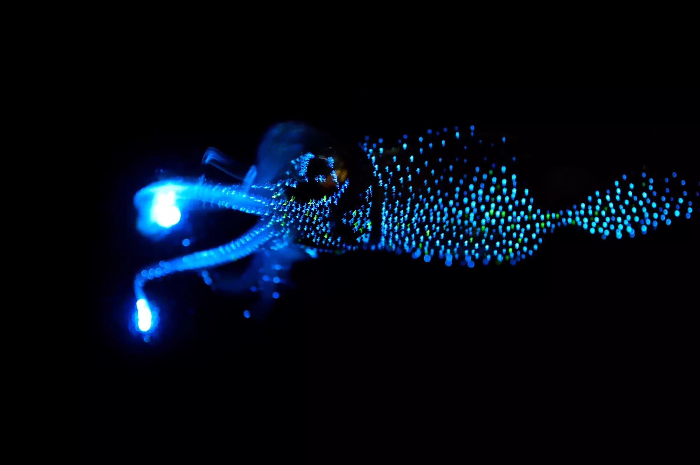 удильщик мешкорот. тетра светлячок эритрозонус. глубоководная рыба удильщик. рыбка эритрозонус тетра пылающая. рыба удильщик самец.