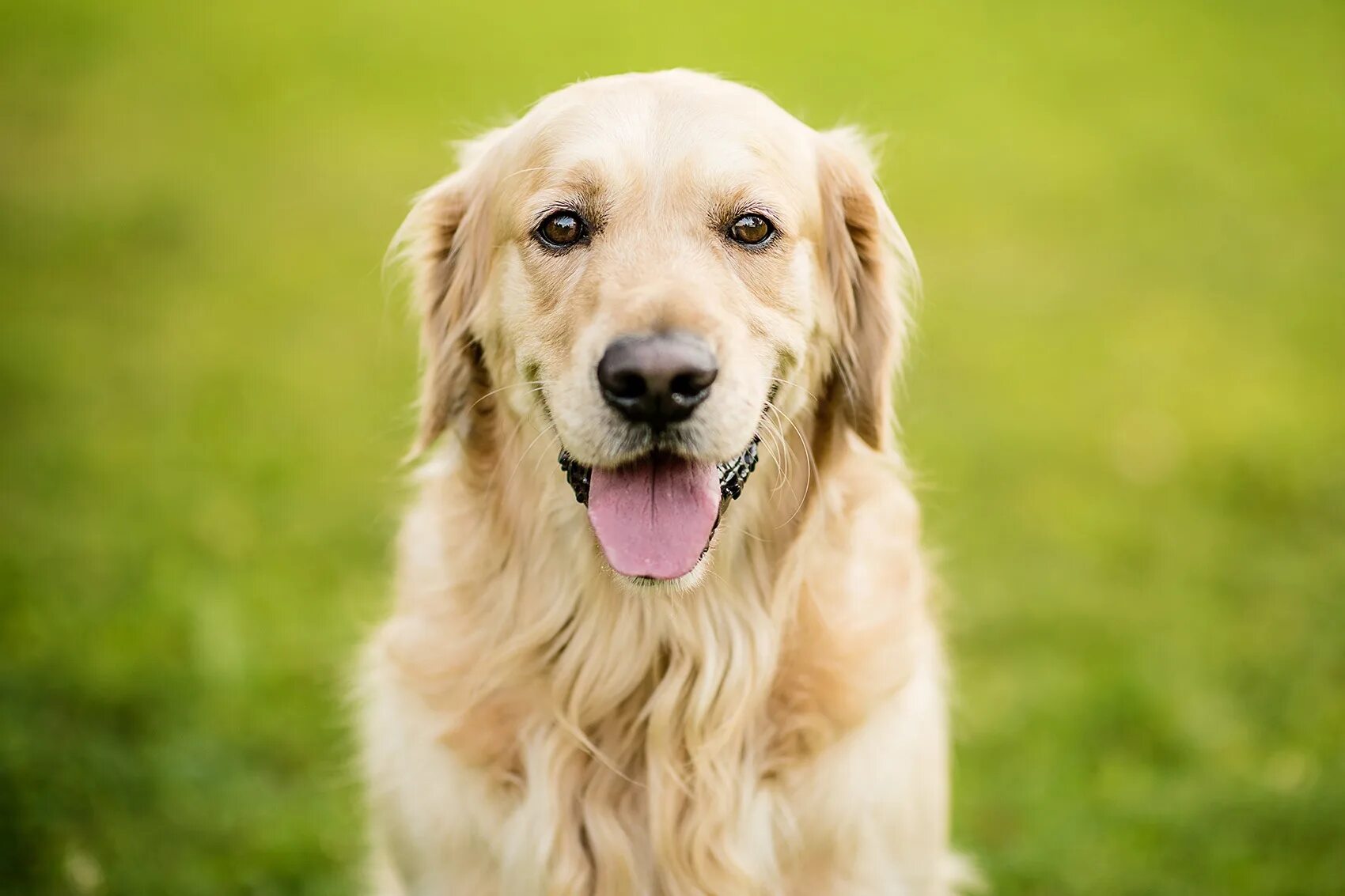 Голос собаки можно. Воспитание собаки. Голос собаки можно. Голос собаки можно. Голос собаки.