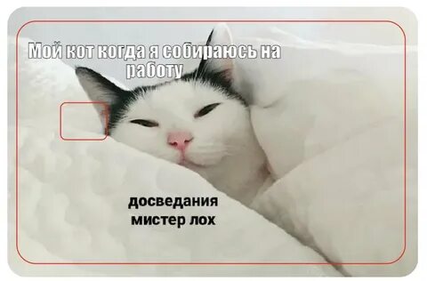 Кот на работе мем
