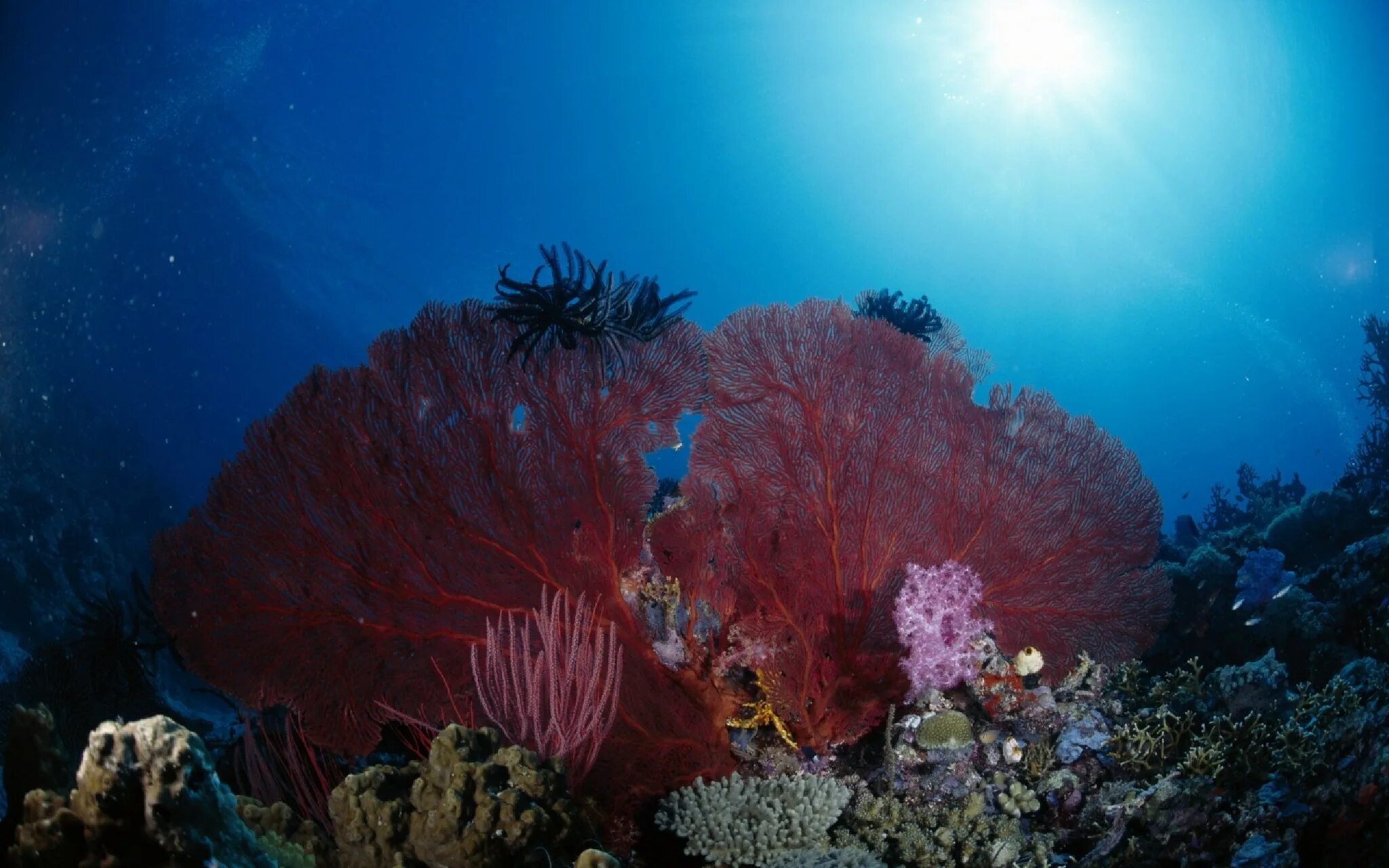 Красные водоросли глубина. Коралловые полипы Тихого океана. Морские лилии Атлантический океан. Диатомеи водоросли Тихого океана. Красные водоросли Баренцева моря.