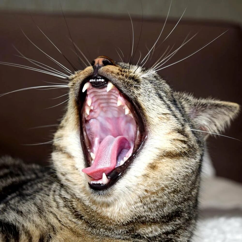 Не бойся юмор. Пора спать с котом. Зевающий человек фото. Доброе утро зевает. Недосыпание.