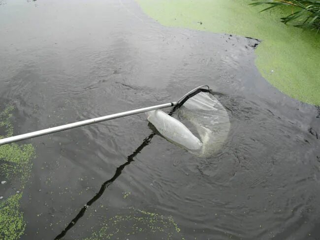 Водный сачок. Ловля сачком. Сачок для ловли рыбы. Ловля водным сачком.