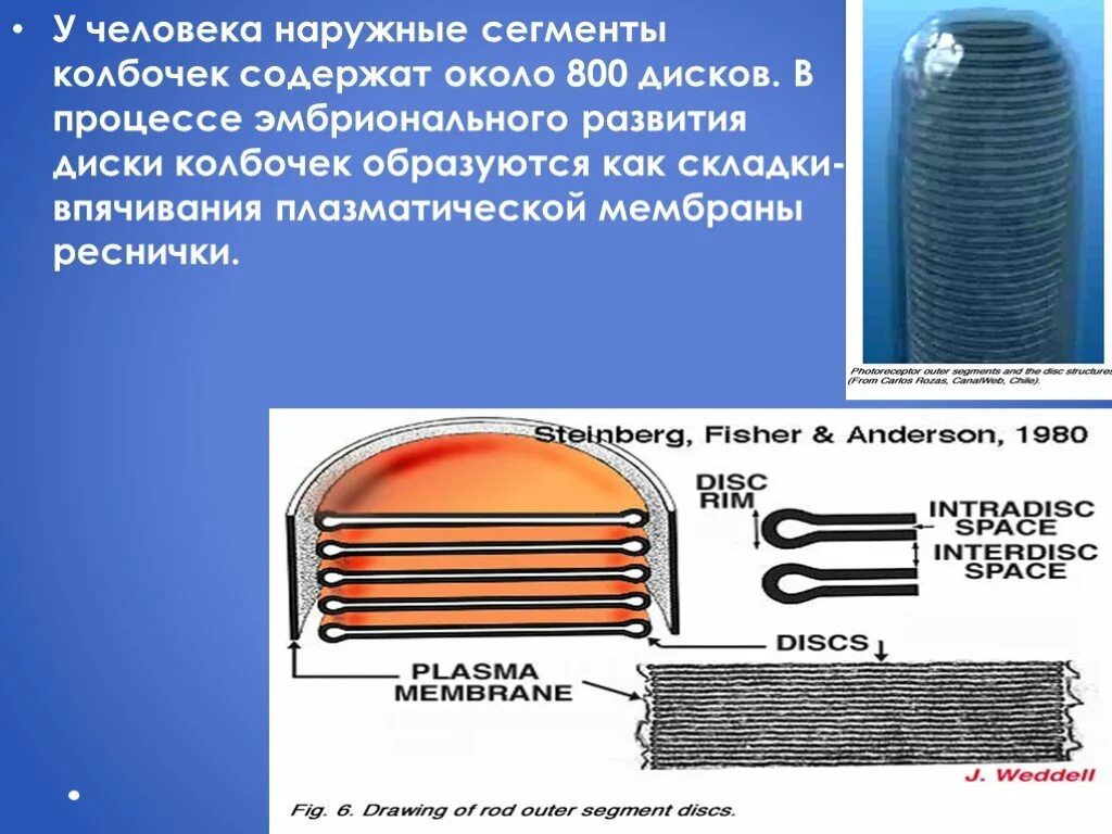 Колбочки содержат. Наружный сегмент палочек. плоскости сечения наружного сегмента колбочки. мембранные диски наружных сегментов. наружный сегмент палочки сетчатки.