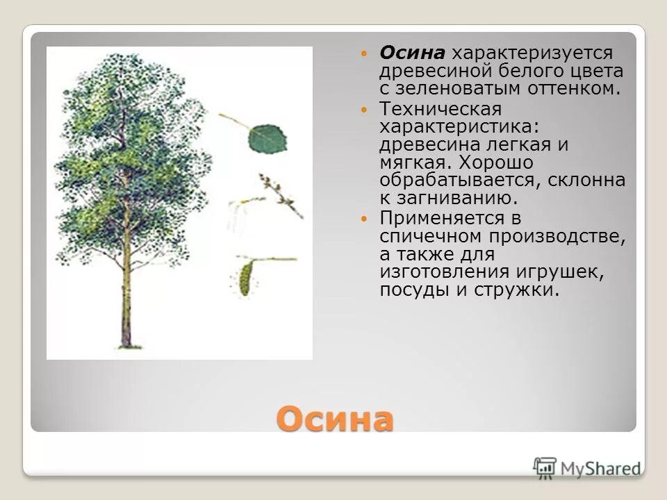 Осина бывает хороша только в иные. Осина обыкновенная. осина обыкновенная побег. осина порода древесины. осина обыкновенная дерево.
