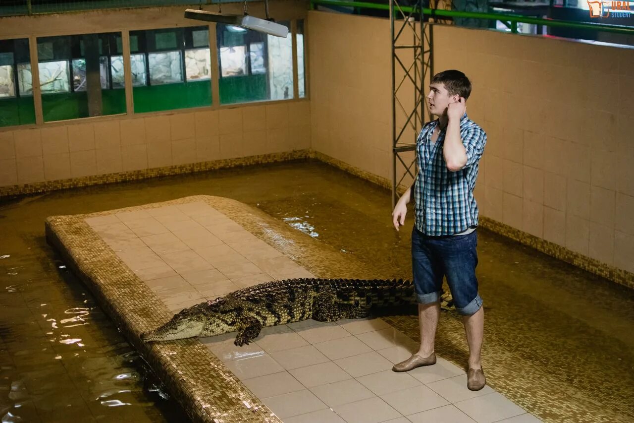 Крокодилвиль екатеринбург. Крокодиловая ферма в Екатеринбурге. Бебеля 17 крокодиловая ферма. Ферма крокодилов в Екатеринбурге.