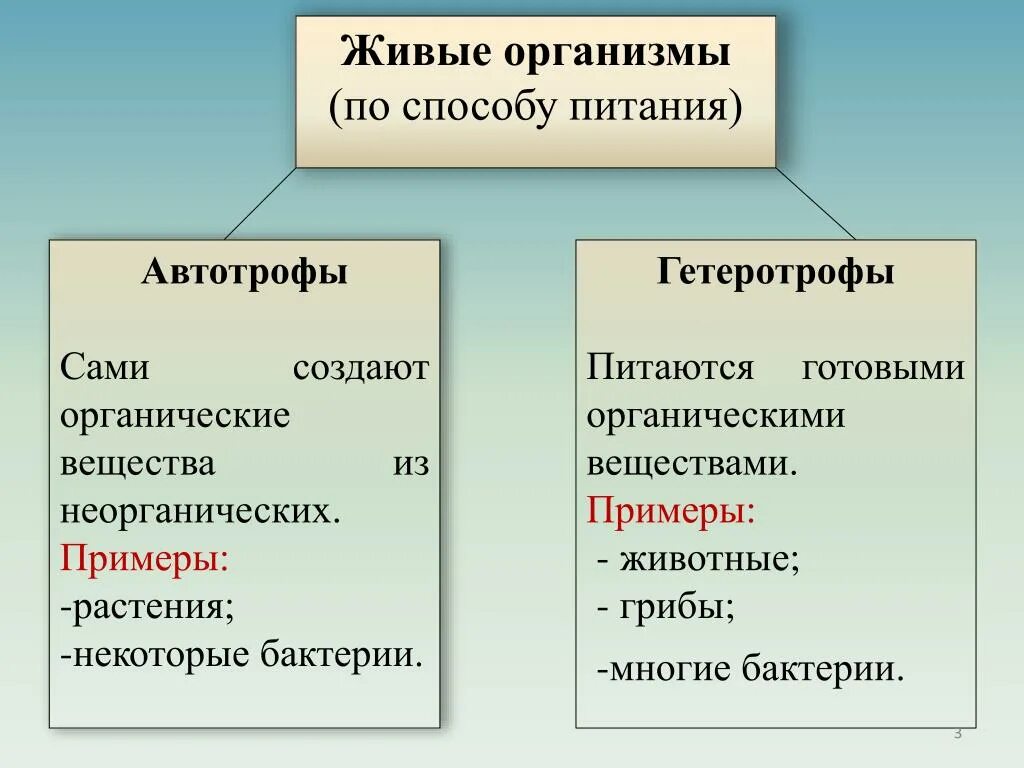 Что является органическими миром. Тип питания автотрофный или гетеротрофный. Питание животных автотрофами и гетеротрофами. Автотрофный и гетеротрофный способ питания. Способы питания автотрофы гетеротрофы.