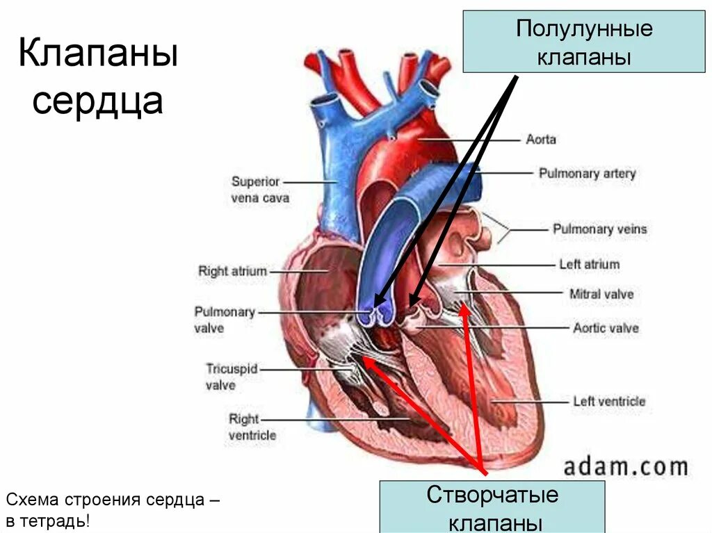 Строение сердца человека схема створчатый клапан полулунный клапан. Клапаны сердца схема полулунный. Полулунный клапан анатомия сердца-. Строение сердца с клапанами схема. Насколько сердце