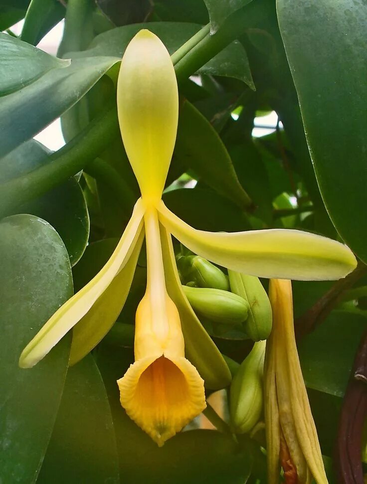 Vanilla tree. Орхидеи vanilla planifolia. орхидея ваниль плосколистная. мадагаскарская ваниль.