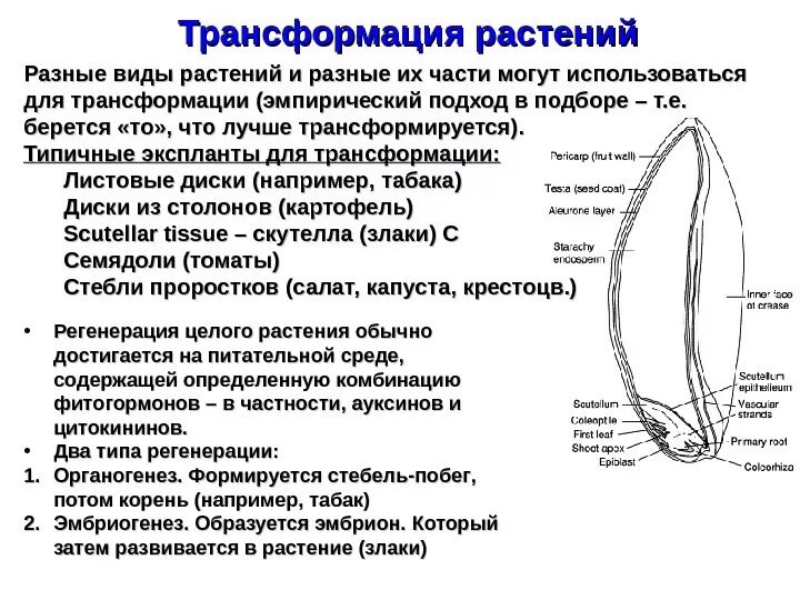 Три стадии характеризующие стадию органогенеза. Органогенез растений. Этапы органогенеза. Этапы органогенеза озимой пшеницы. Стадии органогенеза.