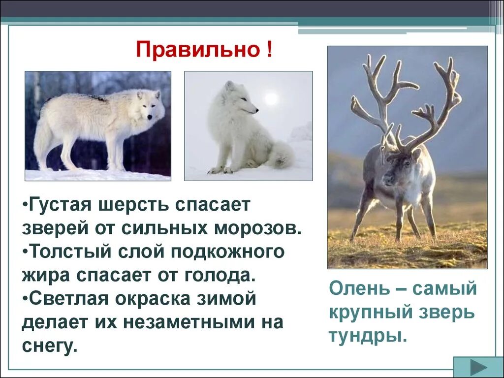 Природные зоны России 4 класс окружающий мир тундра. Сообщение по теме животные тундры. Тундра презентация. Животные тундры проект.