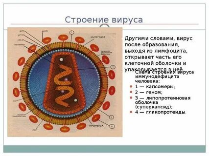 Мембрана вируса