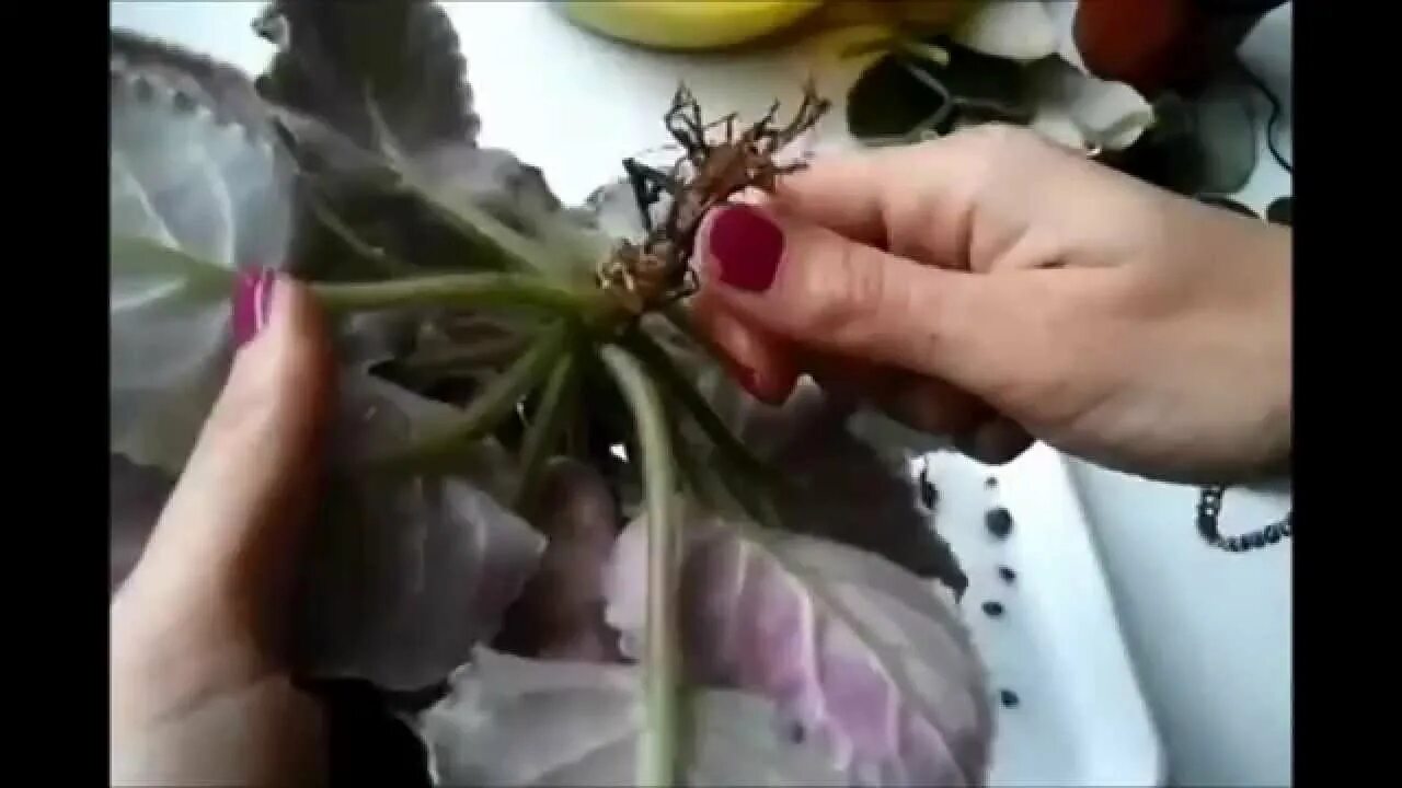 Как заставить фиалки