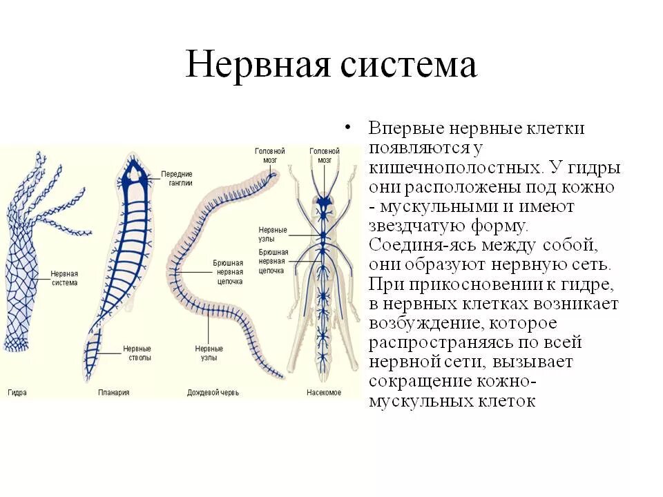 Нервная система кольчатых червей схема. Нервная система кольчатых червей представлена. Нервная система кольчатых червей какого типа. Схема строения нервной системы кольчатого червя.