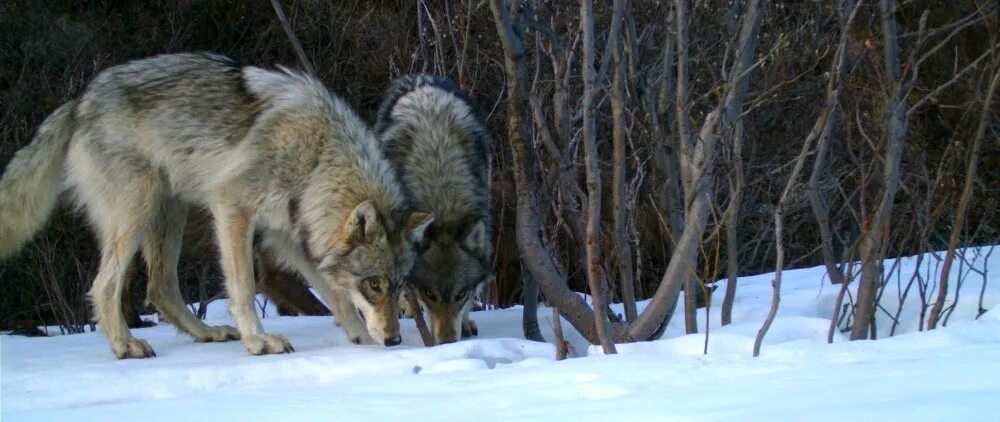 Где больше волков. Волки рыщут. Волк в лесах Коми.