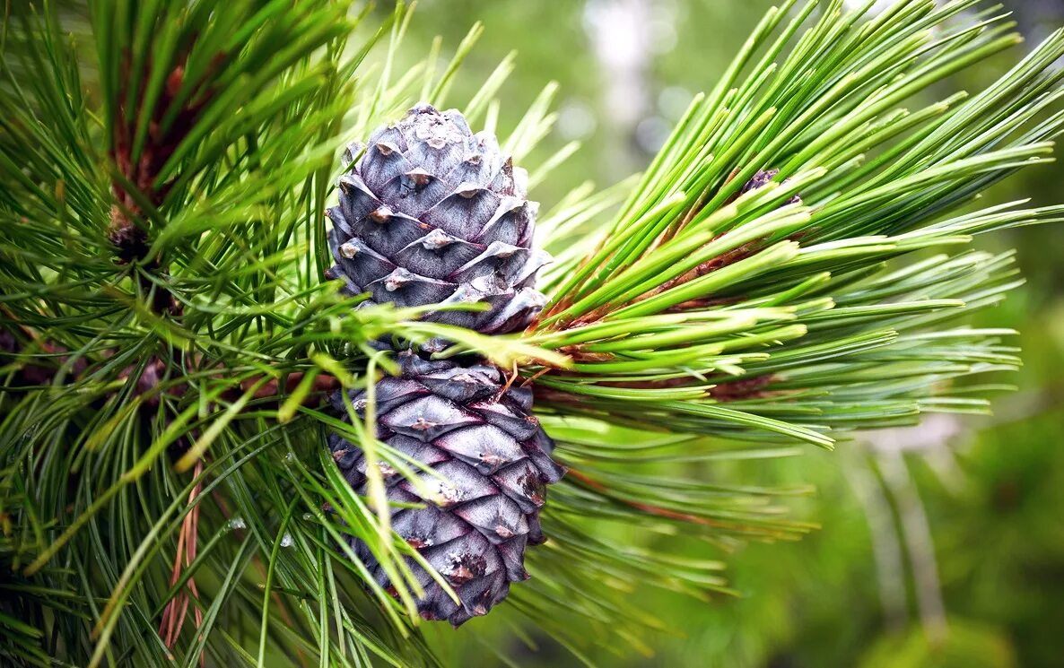 Кедр хвойная порода. Сосна Сибирская кедр Сибирский. Кедр Сибирский Pinus sibirica. Сосна Кедровая Сибирская/Pinus sibirica. Сосной сибирской (Pinus sibirica).