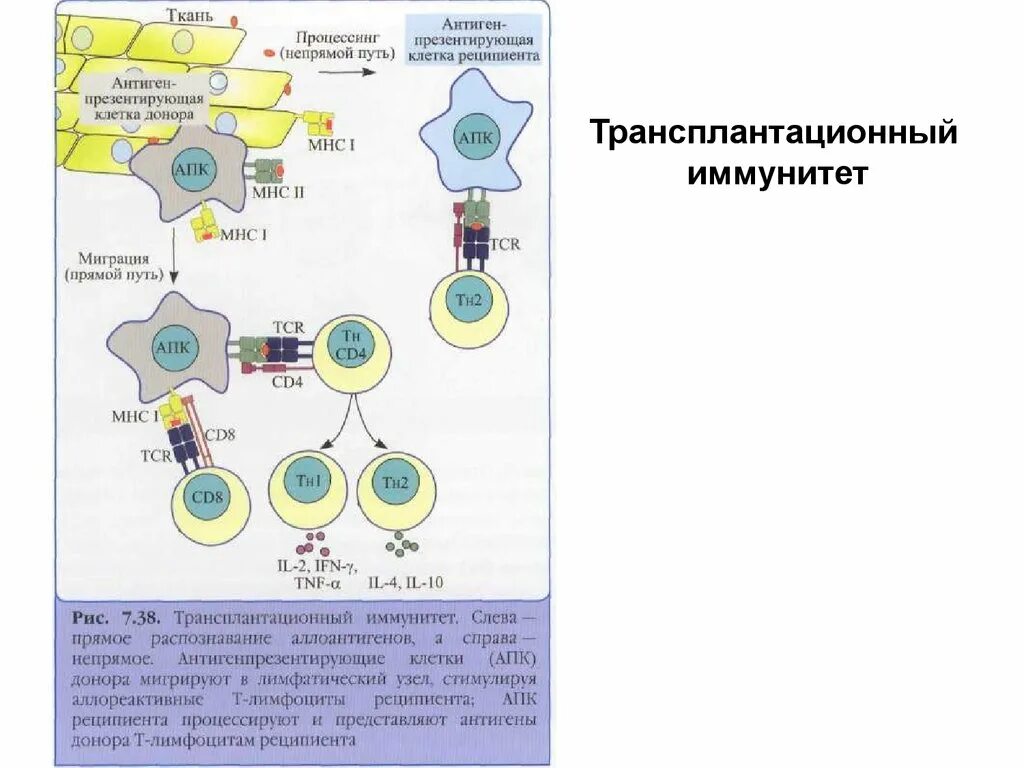 Тканевые антигены. Механизм отторжения трансплантата иммунология. Схема трансплантационного иммунитета. Трансплантационный иммунный ответ иммунология. Трансплантационный иммунитет антигены гистосовместимости.