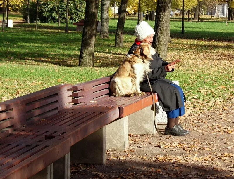 Пожилая женщина с собакой. Собака в парке. Бабушка на скамейке в парке. Собака на скамейке. Прогулка с собакой в парке.