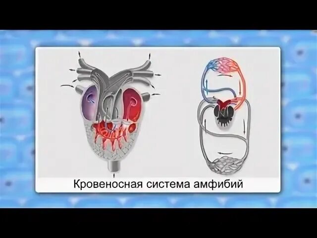 Огэ кровеносная система