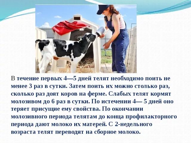 Сколько раз поить теленка. Сколько раз доят корову в сутки. Доение высокопродуктивных коров. Корова дает молоко. Молоко после отела коровы.