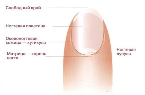 Функции ногтей