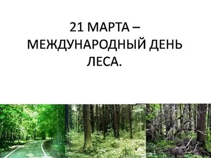 7 дней в лесу